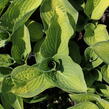 Bohyška 'Orange Marmalade' - Hosta 'Orange Marmalade'