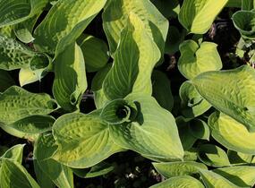 Bohyška 'Orange Marmalade' - Hosta 'Orange Marmalade'
