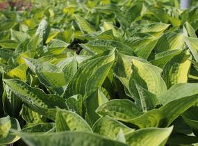 Bohyška 'Orange Marmalade' - Hosta 'Orange Marmalade'