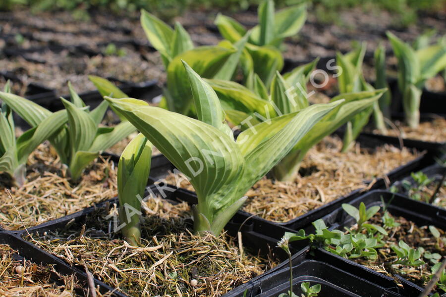 Bohyška 'Twilight' - Hosta 'Twilight'