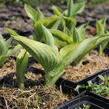 Bohyška 'Twilight' - Hosta 'Twilight'
