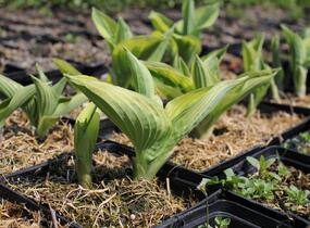 Bohyška 'Twilight' - Hosta 'Twilight'