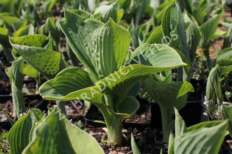 Bohyška 'Tokudama Flavocircinalis' - Hosta 'Tokudama Flavocircinalis'