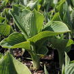 Bohyška 'Tokudama Flavocircinalis' - Hosta 'Tokudama Flavocircinalis'