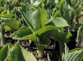 Bohyška 'Tokudama Flavocircinalis' - Hosta 'Tokudama Flavocircinalis'