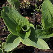 Bohyška 'Tokudama Flavocircinalis' - Hosta 'Tokudama Flavocircinalis'