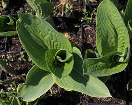Bohyška 'Tokudama Flavocircinalis'