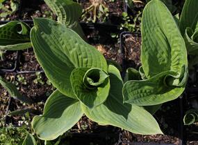 Bohyška 'Tokudama Flavocircinalis' - Hosta 'Tokudama Flavocircinalis'
