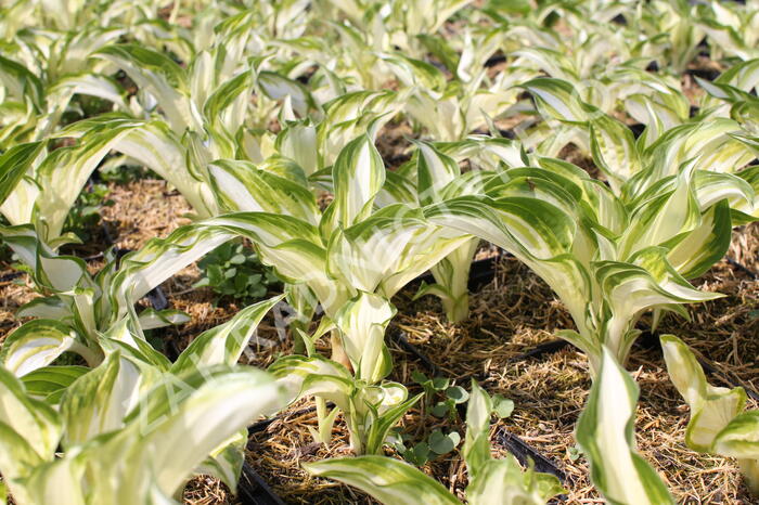 Bohyška 'Univittata' - Hosta undulata 'Univittata'