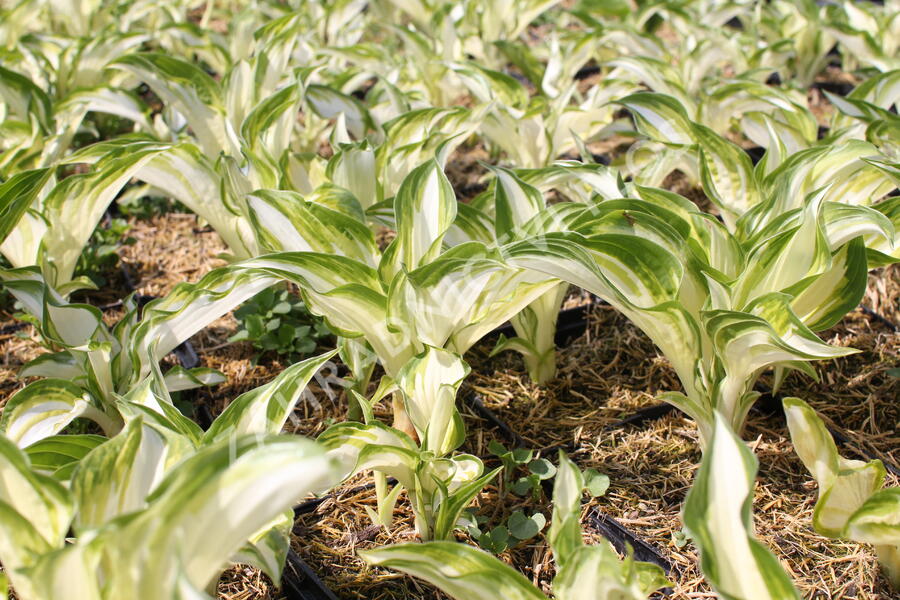 Bohyška 'Univittata' - Hosta undulata 'Univittata'