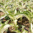 Bohyška 'Univittata' - Hosta undulata 'Univittata'