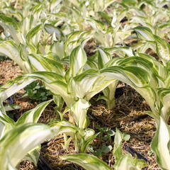 Bohyška 'Univittata' - Hosta undulata 'Univittata'