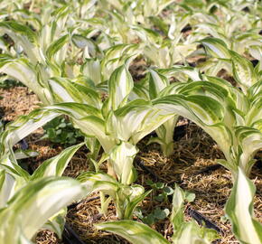 Bohyška 'Univittata' - Hosta undulata 'Univittata'