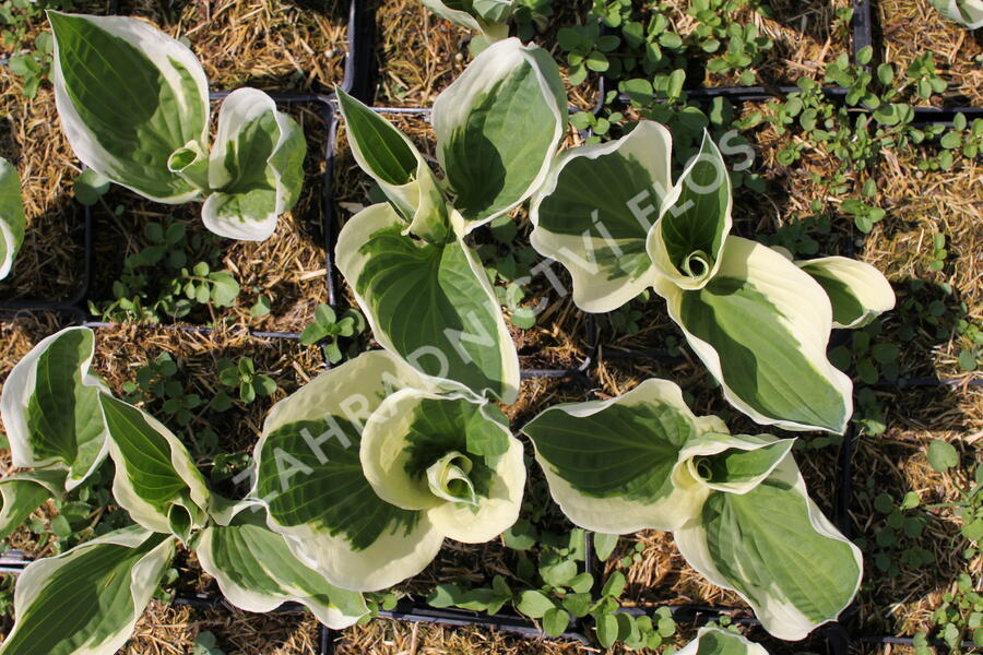 Bohyška 'Variegata F' - Hosta 'Variegata F'
