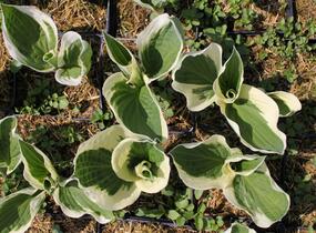 Bohyška 'Variegata F' - Hosta 'Variegata F'