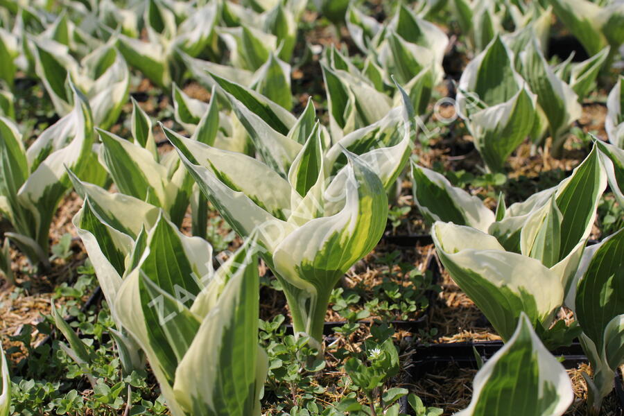 Bohyška 'Variegata F' - Hosta 'Variegata F'