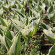 Bohyška 'Variegata F' - Hosta 'Variegata F'