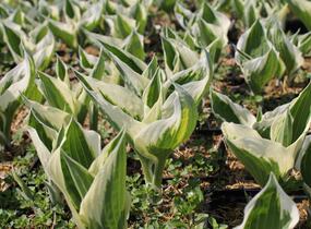 Bohyška 'Variegata F' - Hosta 'Variegata F'