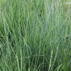 Kostřava walliská - Festuca valesiaca