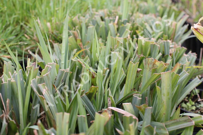 Ostřice 'Bunny Blue' - Carex laxiculmis 'Bunny Blue'