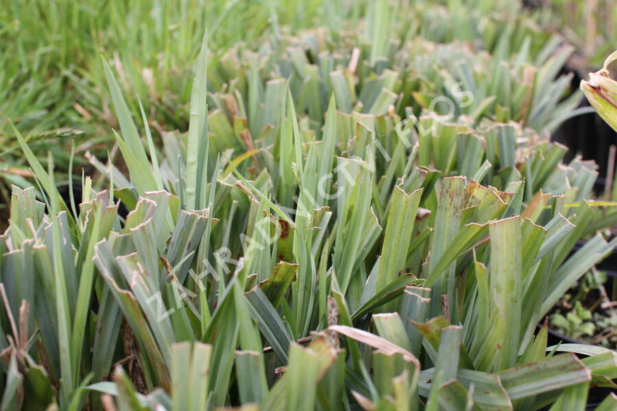 Ostřice 'Bunny Blue' - Carex laxiculmis 'Bunny Blue'