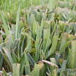 Ostřice 'Bunny Blue' - Carex laxiculmis 'Bunny Blue'