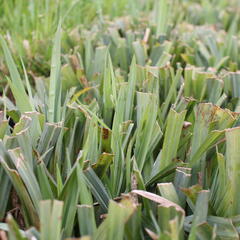 Ostřice 'Bunny Blue' - Carex laxiculmis 'Bunny Blue'