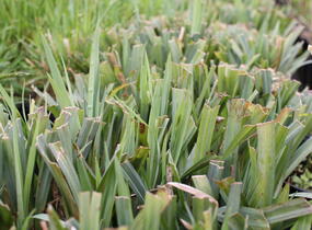 Ostřice 'Bunny Blue' - Carex laxiculmis 'Bunny Blue'