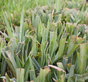 Ostřice 'Bunny Blue' - Carex laxiculmis 'Bunny Blue'