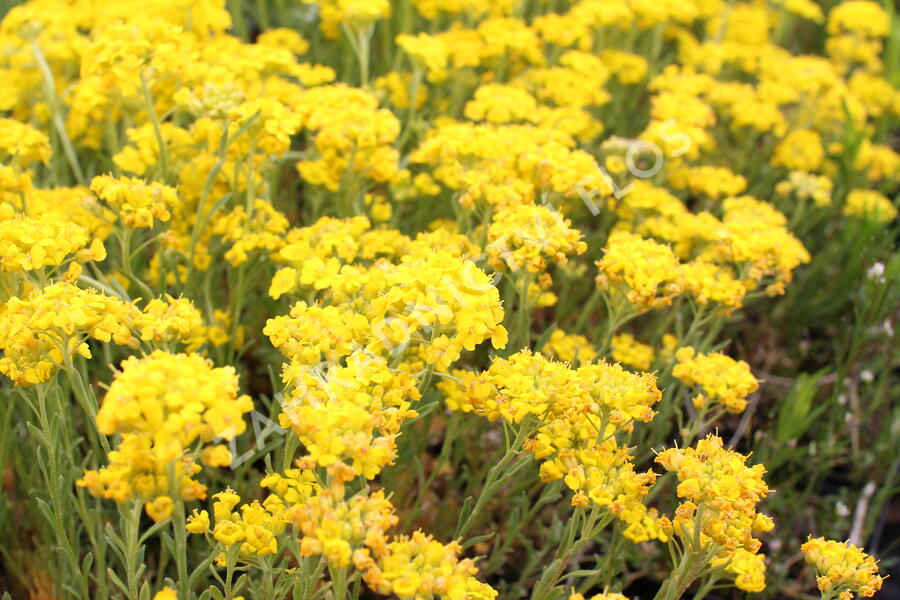 Tařice 'Golden Spring' - Alyssum wulfenianum 'Golden Spring'