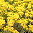 Tařice 'Golden Spring' - Alyssum wulfenianum 'Golden Spring'