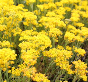 Tařice 'Golden Spring' - Alyssum wulfenianum 'Golden Spring'