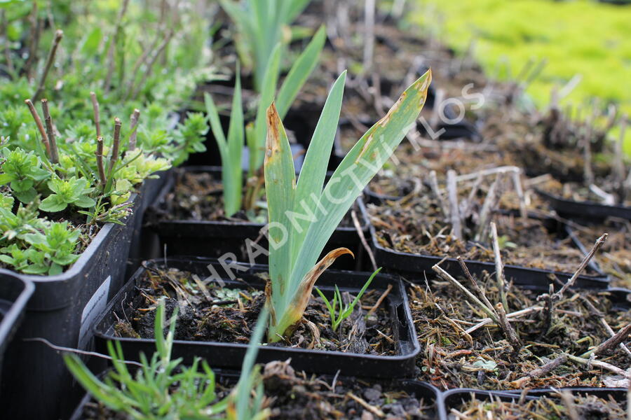 Kosatec nízký 'Schwanensee' - Iris barbata-nana 'Schwanensee'