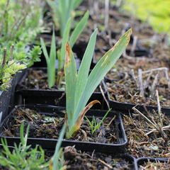 Kosatec německý 'Schwanensee' - Iris barbata-nana 'Schwanensee'