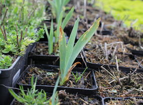 Kosatec nízký 'Schwanensee' - Iris barbata-nana 'Schwanensee'
