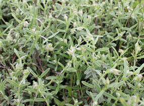 Devaterník 'Wisley Primrose' - Helianthemum 'Wisley Primrose'