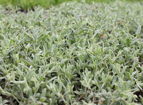 Devaterník 'Fire Dragon' - Helianthemum 'Fire Dragon'