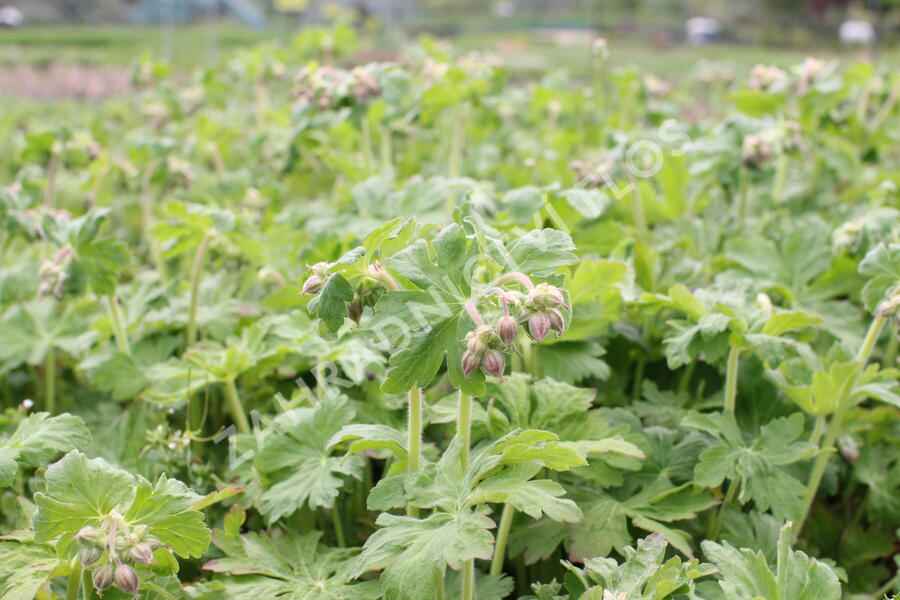 Kakost oddenkatý 'Czakor' - Geranium macrorrhizum 'Czakor'