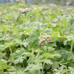 Kakost oddenkatý 'Czakor' - Geranium macrorrhizum 'Czakor'