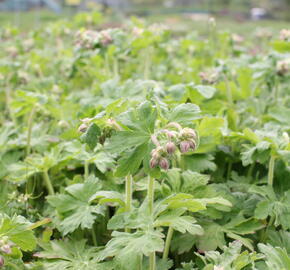 Kakost oddenkatý 'Czakor' - Geranium macrorrhizum 'Czakor'