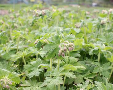 Kakost oddenkatý 'Czakor'