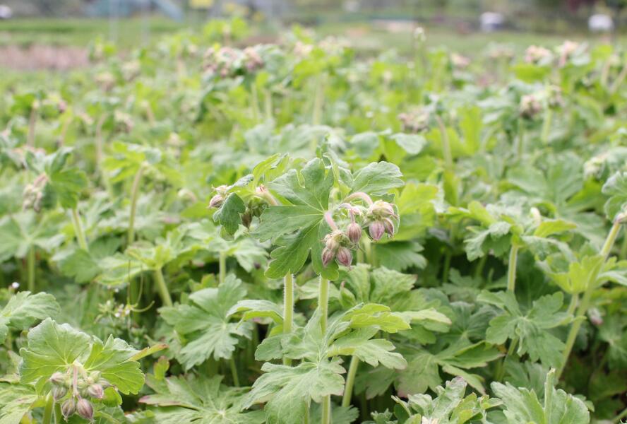 Kakost oddenkatý 'Czakor' - Geranium macrorrhizum 'Czakor'