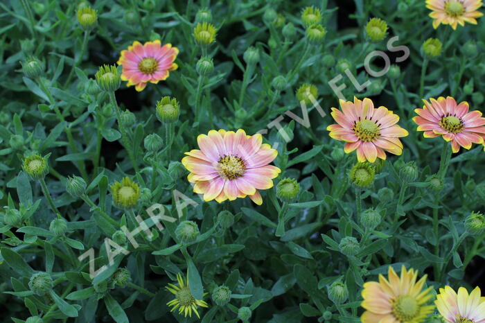 Dvoutvárka 'Osticade Daybreak' - Osteospermum ecklonis 'Osticade Daybreak'