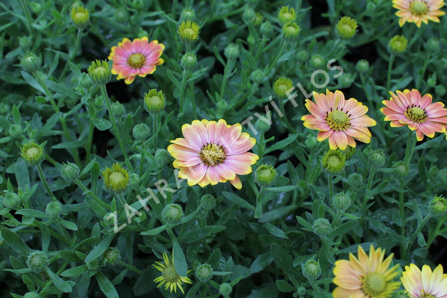Dvoutvárka 'Osticade Daybreak' - Osteospermum ecklonis 'Osticade Daybreak'