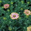 Dvoutvárka 'Osticade Daybreak' - Osteospermum ecklonis 'Osticade Daybreak'