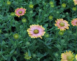 Dvoutvárka 'Osticade Daybreak'