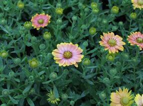 Dvoutvárka 'Osticade Daybreak' - Osteospermum ecklonis 'Osticade Daybreak'