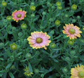 Dvoutvárka 'Osticade Daybreak' - Osteospermum ecklonis 'Osticade Daybreak'