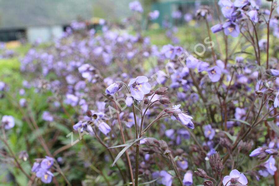 Jirnice 'Heaven Scent' - Polemonium hybridum 'Heaven Scent'