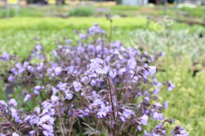 Jirnice 'Heaven Scent' - Polemonium hybridum 'Heaven Scent'